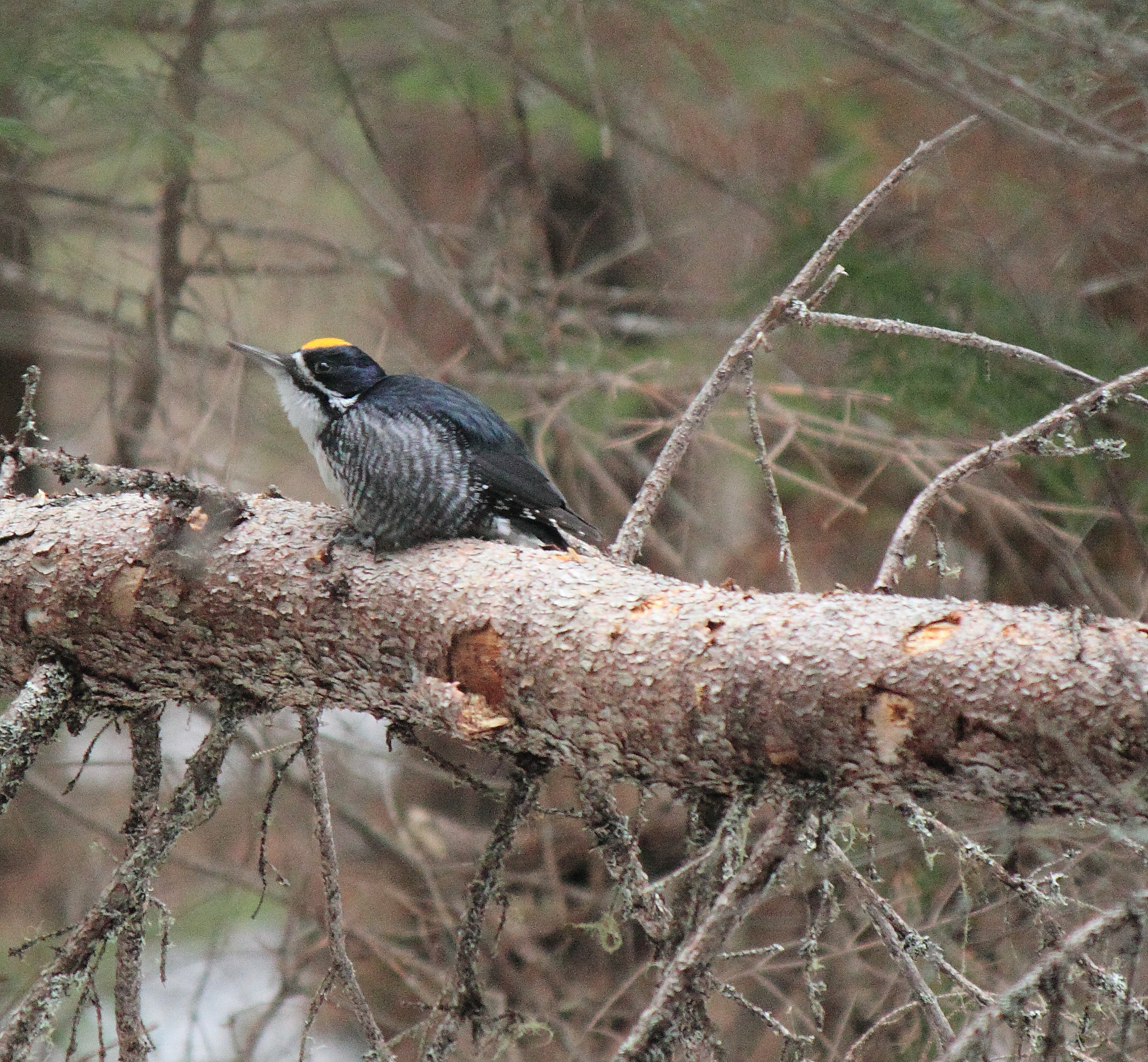 Black-backed Woodpecker – Jim Saunders | Miramichi Naturalists' Club